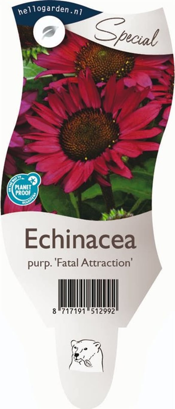Echinacea p. 'Fatal Attraction' - P11